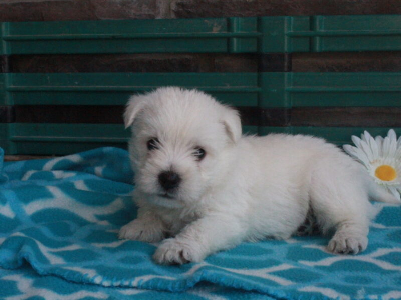 Oliver image