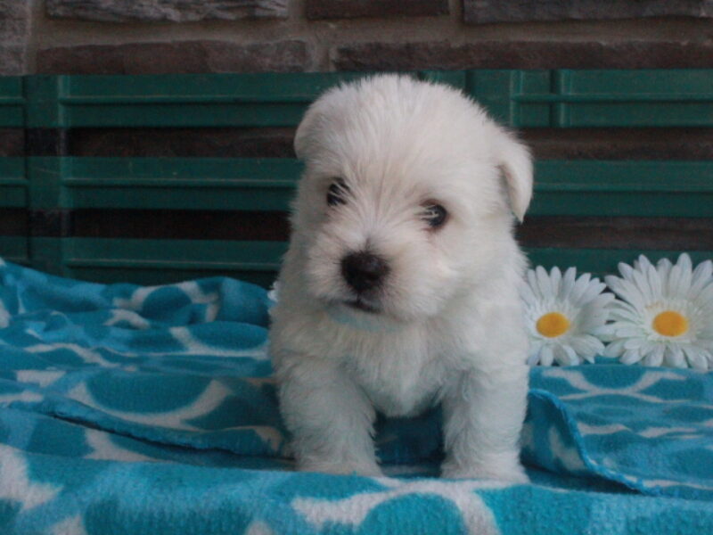Oliver image