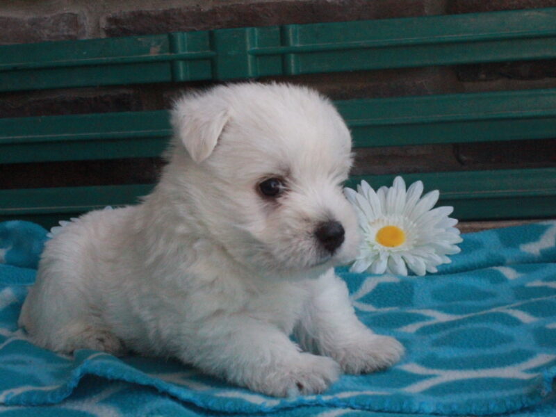 Oliver image