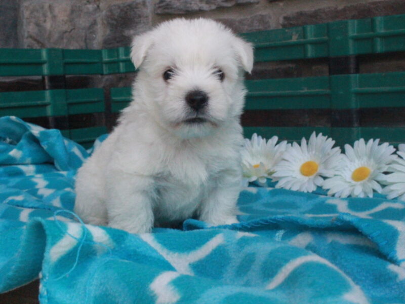 Oliver image