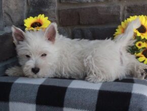 Photo of Oliver