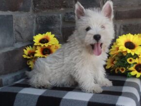 Photo of Oliver