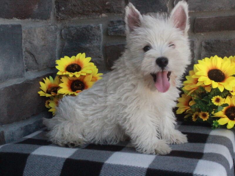 Oliver image