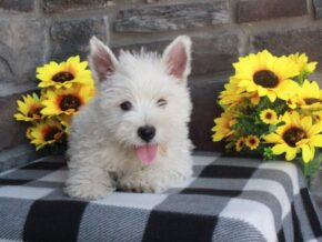 Photo of Oliver