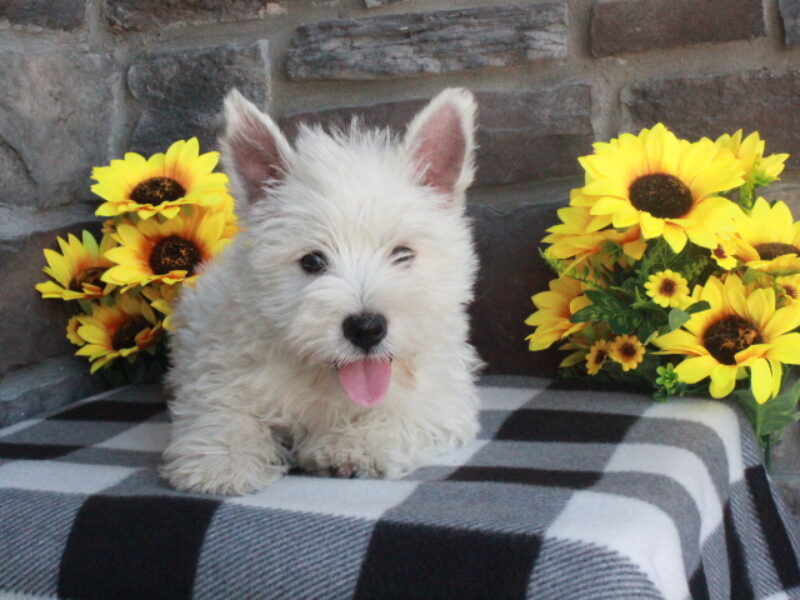 Oliver image