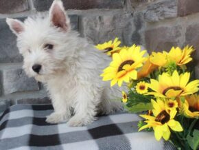 Photo of Oliver