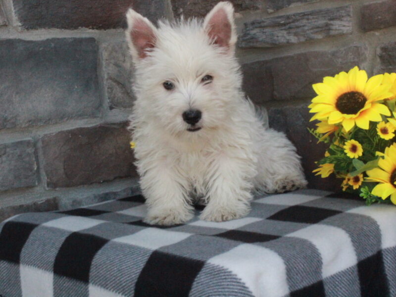 Oliver image