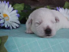Photo3 for Oscar