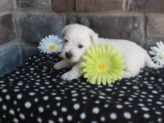 Photo2 for Oscar