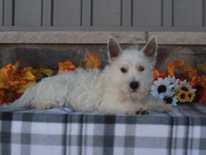 Photo of Oscar