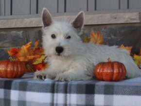 Photo of Oscar