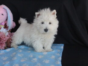 Photo of Snowbell