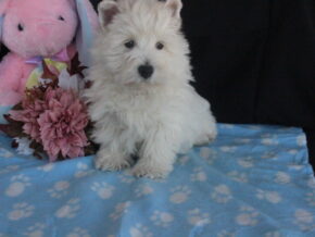 Photo of Snowbell