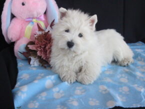Photo of Snowbell