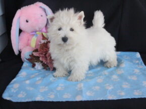 Photo of Snowbell