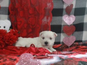 Photo of Striker