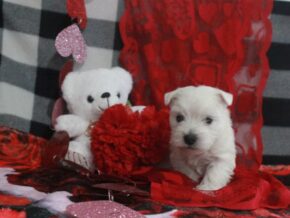 Photo of Striker