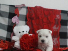 Photo of Striker