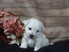 Photo4 for Lassie