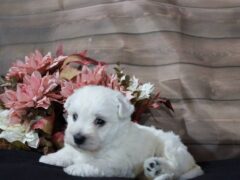 Photo2 for Lassie