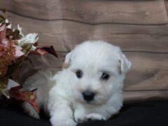 Photo1 for Lassie