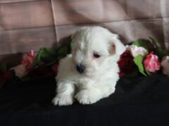 Photo2 for Lassie