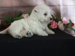 Photo1 for Lassie