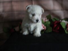 Photo3 for Lassie