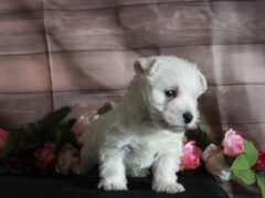 Photo4 for Lassie