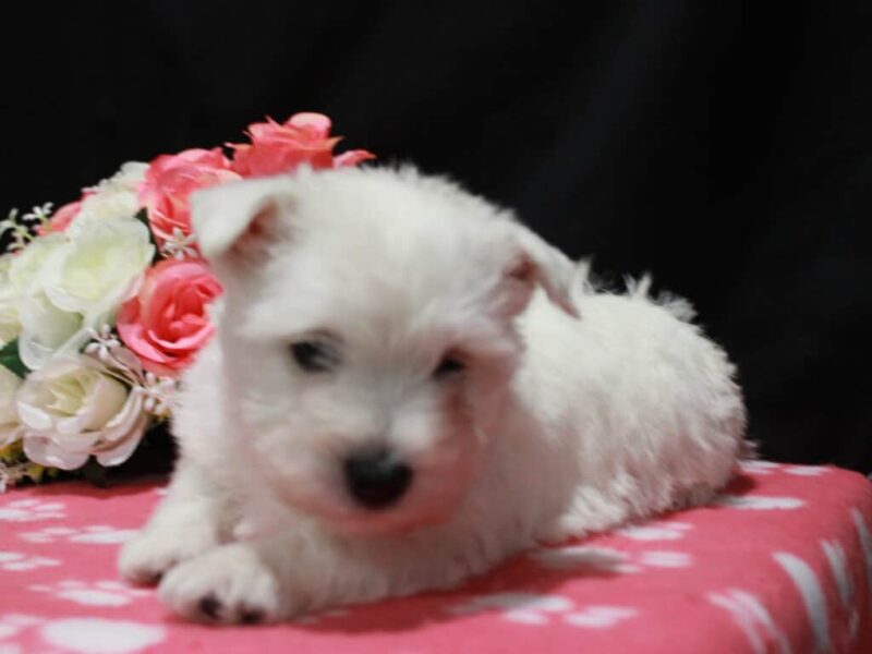 Lassie image
