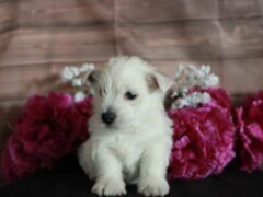 Photo4 for Lexy