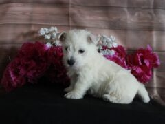 Photo2 for Lexy
