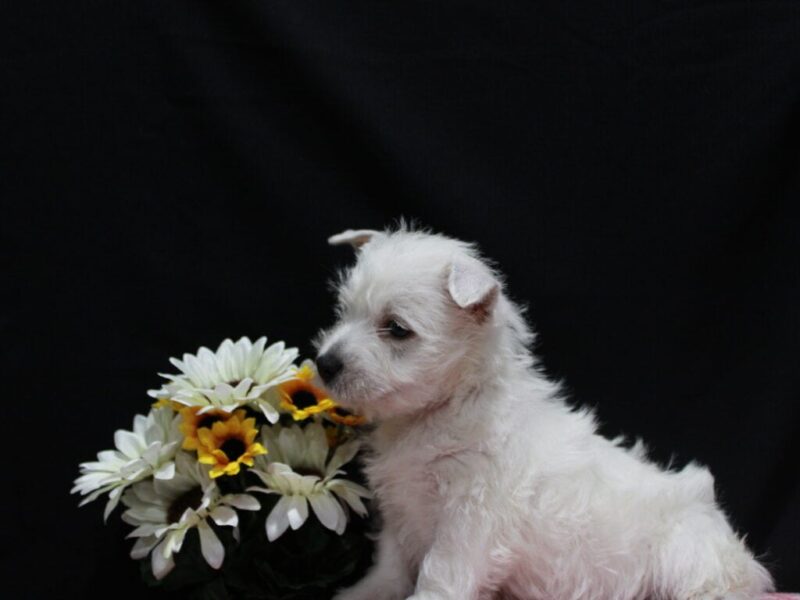 Lexy image