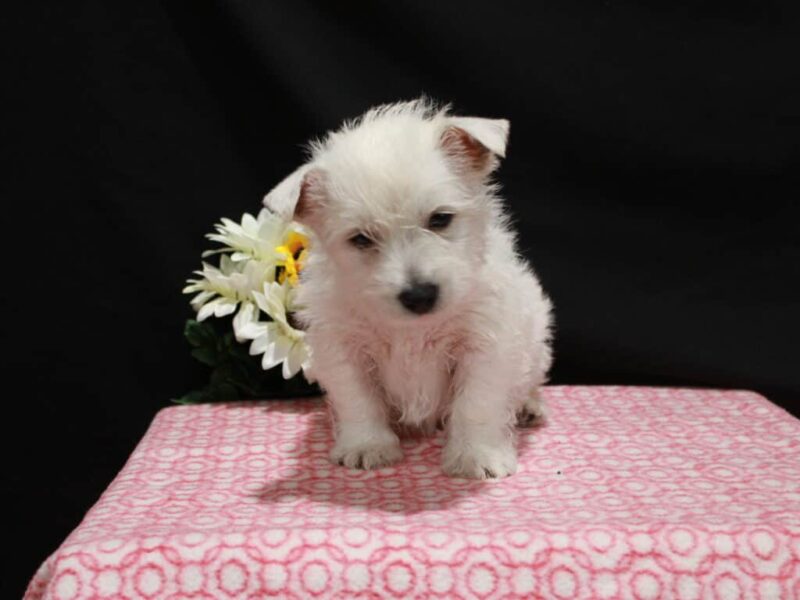 Lexy image