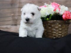 Photo3 for Lola