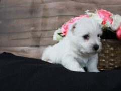 Photo1 for Lola
