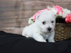 Photo4 for Lola