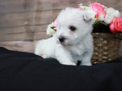 Photo2 for Lola