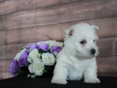 Photo4 for Lola