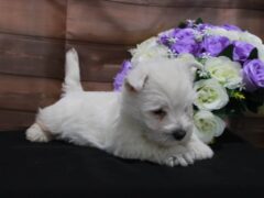 Photo1 for Lola