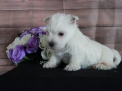 Photo2 for Lola