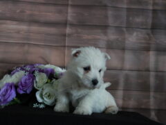 Photo3 for Lola