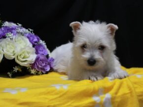 Image for Lola