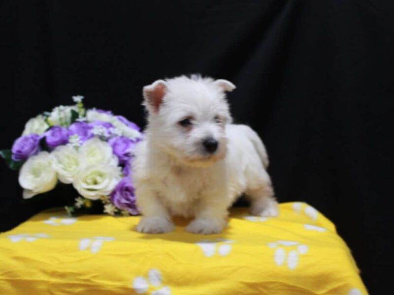 Lola image