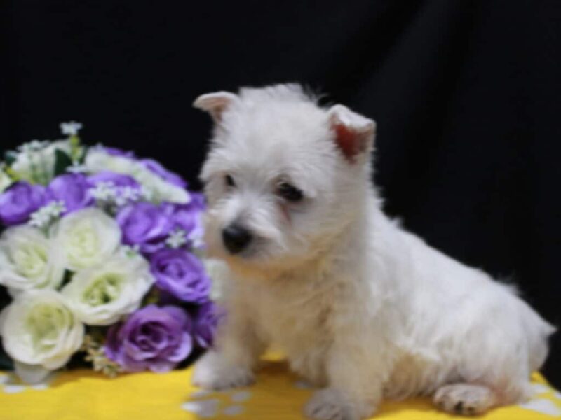Lola image