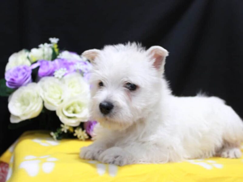 Lola image