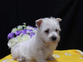 Photo of Lola