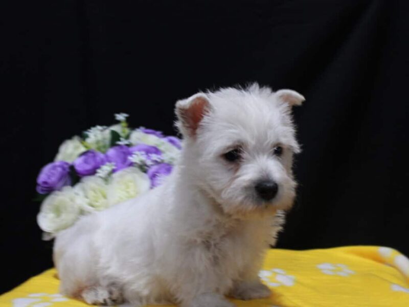 Lola image