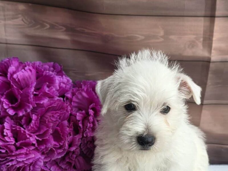 Scooter, a Highland Terriers puppy at Hickory Lane Puppy in Indiana.