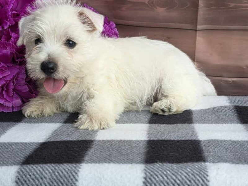 Scooter, a Highland Terriers puppy at Hickory Lane Puppy in Indiana.